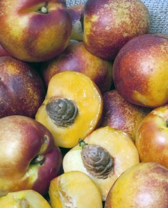 Sol Dorado Miniature Nectarine